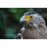 Canon RF-S 55-210mm f/5-7.1 IS STM Lens