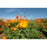 Canon 14mm f/1.4 L VCM RF Lens