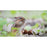 Sony FE 100-400mm f/5.6-8 OSS