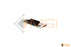 SF10-050020 (HIGH PRO)